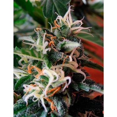 Brasil x K.C. > KC Brains | Feminized Marijuana   |  Sativa